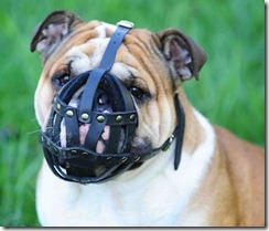 english-bulldog-dog-muzzle-leather-dog-muzzle-bulldog_LRG